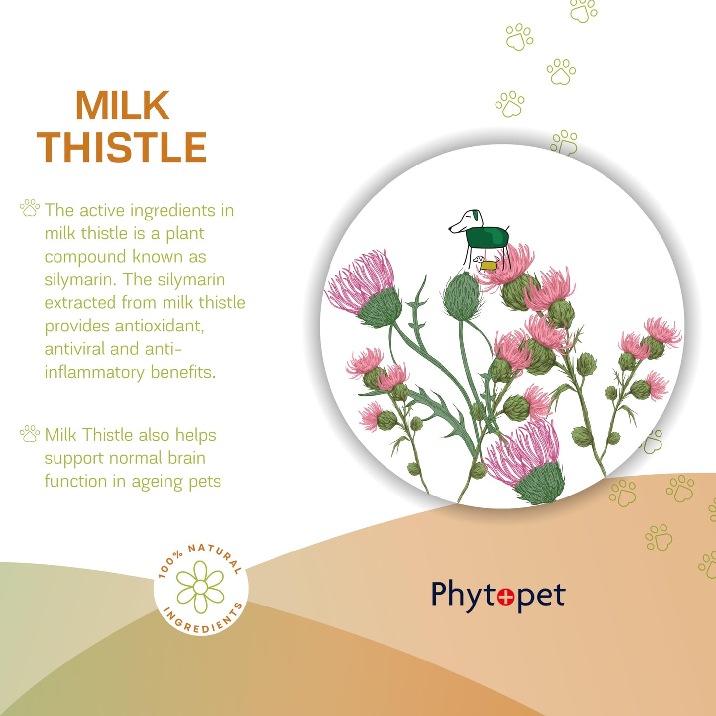 Phytopet | Natural Herbal Remedy | Milk Thistle Tincture for Liver & Gallbladder Support