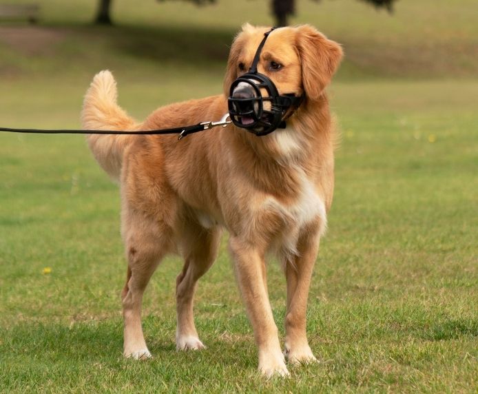 Baskerville | Dog Behaviour & Training | Lightweight Basket Muzzle  - Ultra