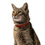 Beaphar | Cat Flea Control | Plastic Safety Collar