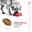 Royal Canin | Size Health Nutrition | Dry Dog Food | Large Breed | Maxi