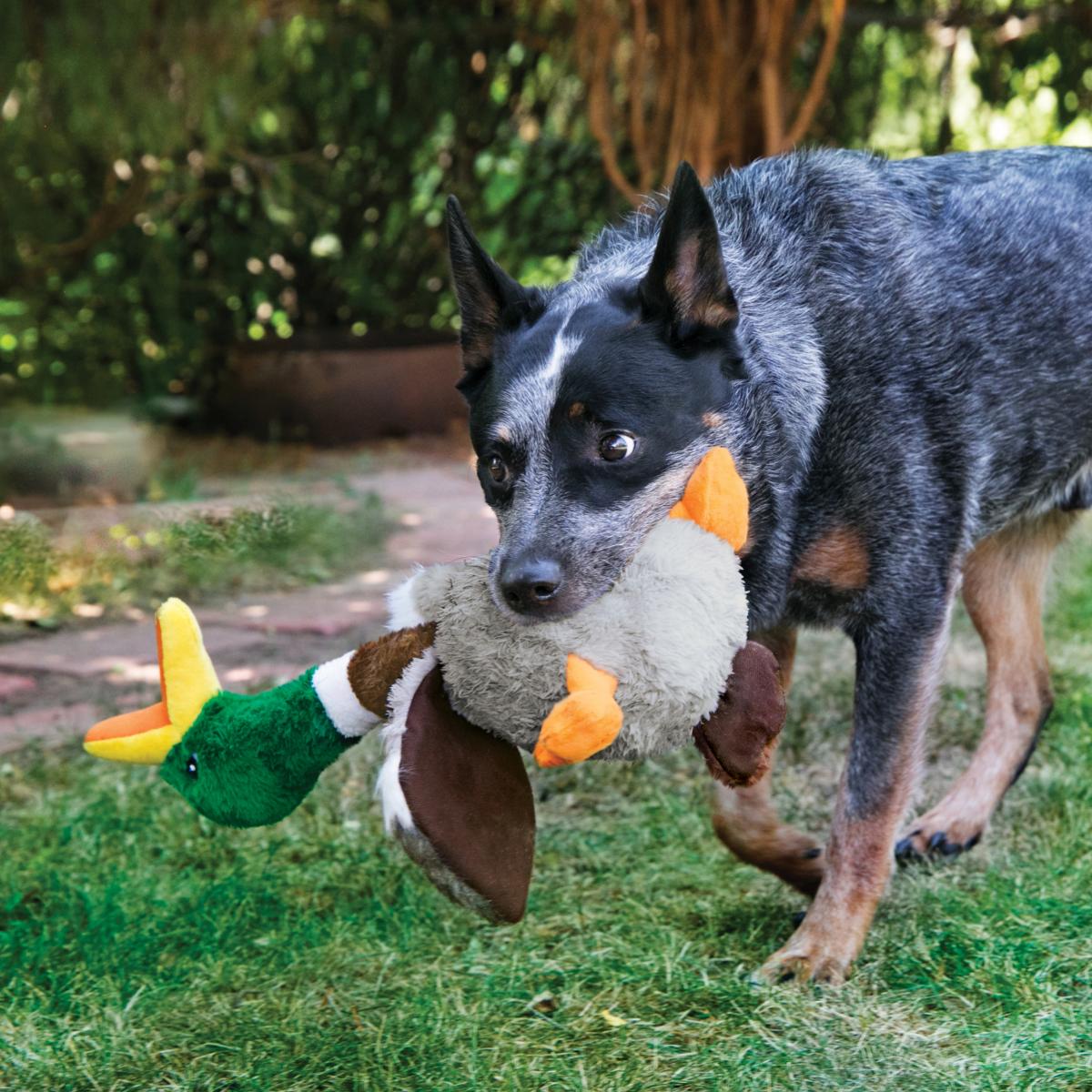 KONG Shakers | Dog Toy | Honker Duck